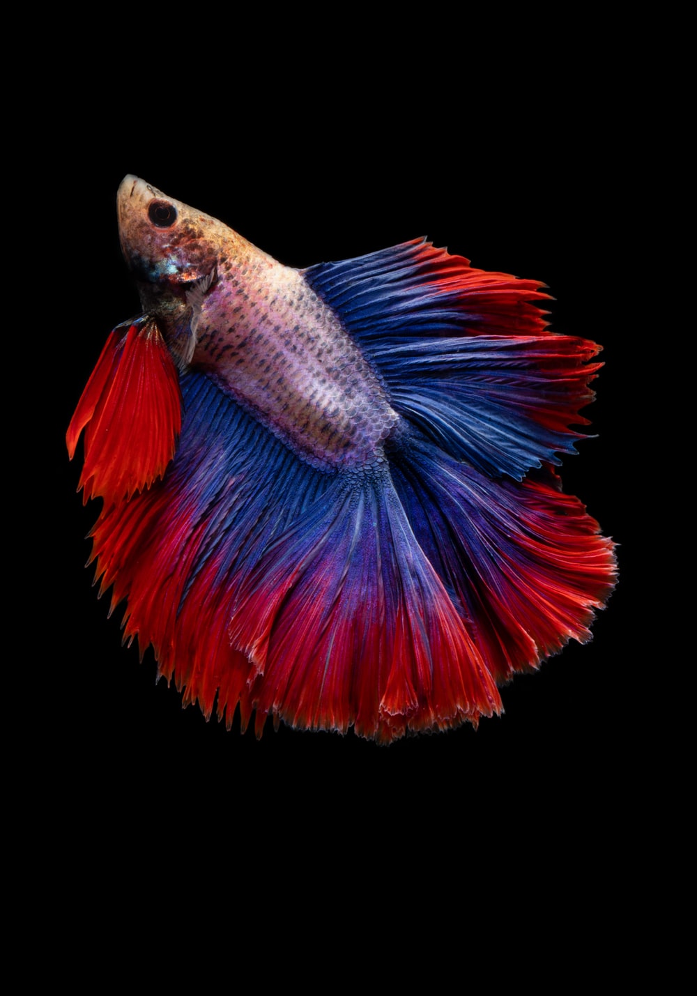 Discover The Best Betta Fish Here