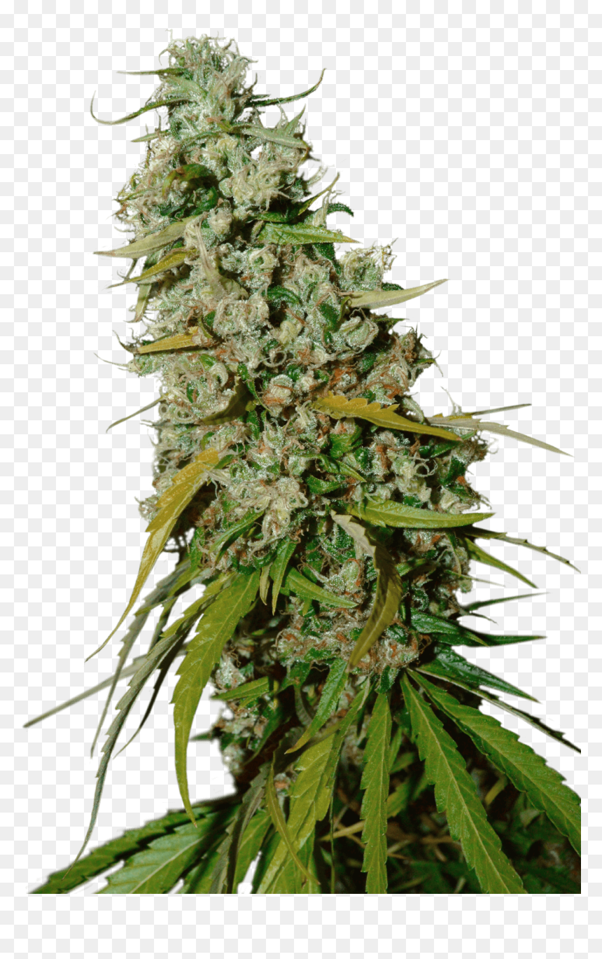 Buy Weed Online Canada- Read For More Info