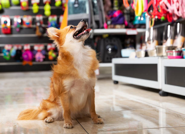 How To Spot Genuine And Decent Pet store?