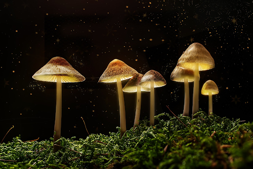 What are the benefits of buying magic mushrooms online?