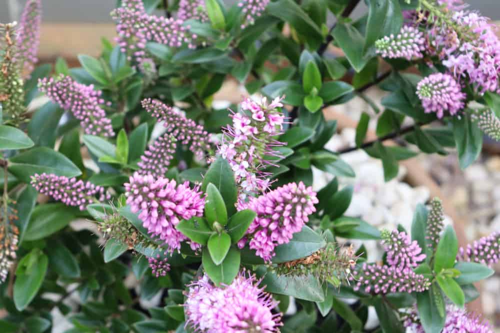 What are some tips for buying buddleja varieties online?