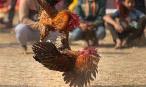 Precautions of choosing cockfighting sites: How to ensure your safety while betting on cockfights