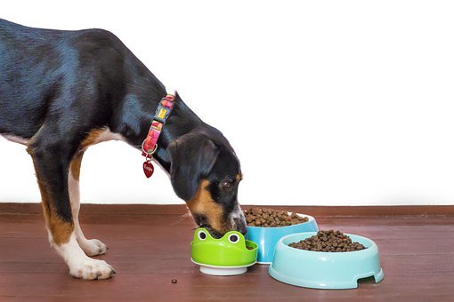 Why Is It Essential To Get High-Quality Dog Food?