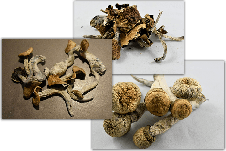 Are Magic Mushrooms online order Canada Effective Against Headache?