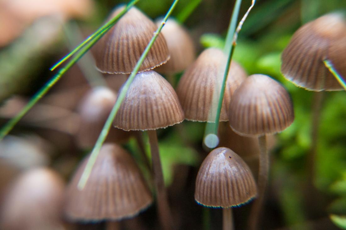 The Many Uses of Magic Mushrooms: Psychedelics in Florida White