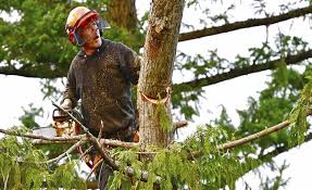 Tree Pruning & Maintenance to Keep Your Trees Healthy on the Sunshine Coast
