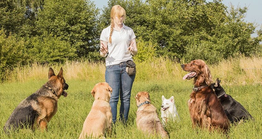 Using Treats and Commands to Train Your Dog with a Fence Collar
