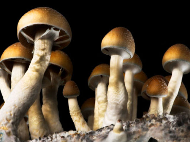 How Mushrooms Can Increase Your Exposure To Mother nature by Woodland Bathing in Detroit