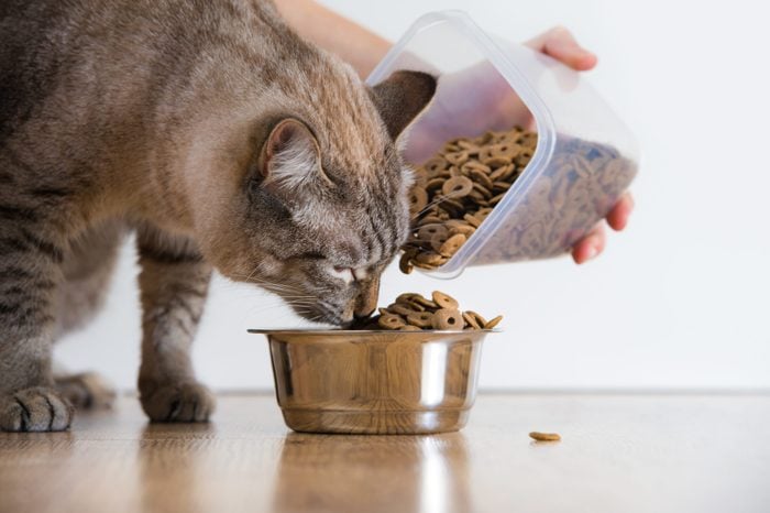 cat nutrition powder: A Proper and Delicious Strategy to Supply Your Cat