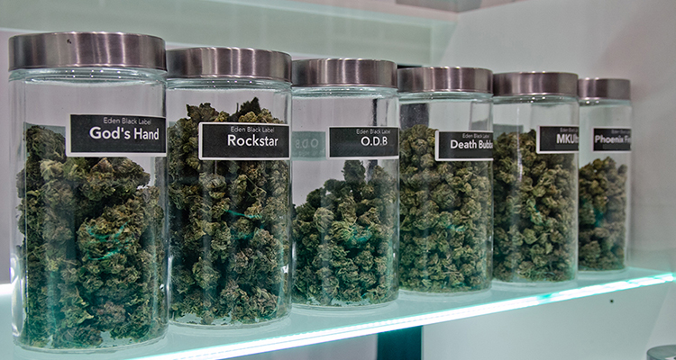 Cannabis Dispensaries: Everything You Need to Know About Them