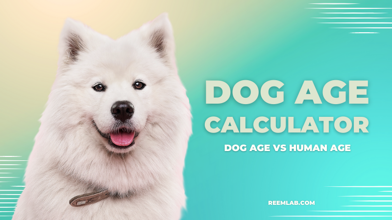 Dog Age Years to Human: How Your Dog’s Age Affects Their Lifespan