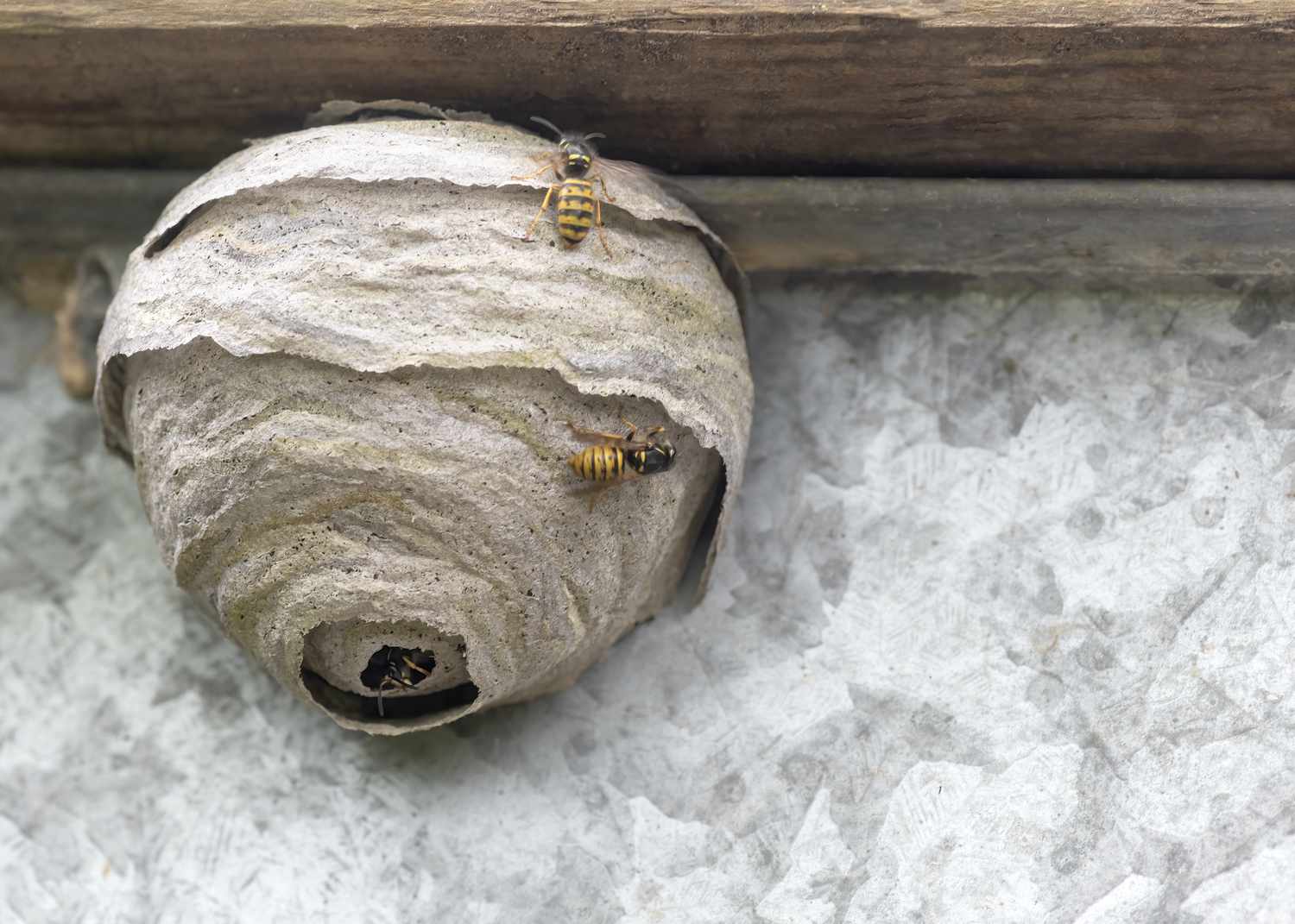 Top Tips for Dealing with a Wasp Infestation